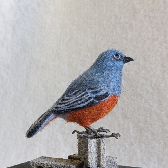 【受注後制作】羊毛フェルト 野鳥 小鳥 卓上マスコット イソヒヨドリ♂ 2枚目の画像