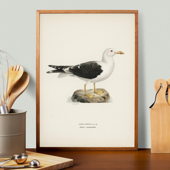 ヴィンテージポスター、カモメ、北欧鳥類図鑑イラスト、シンプルな中にも自然を感じるナチュラルスタイル【W-0024】 4枚目の画像