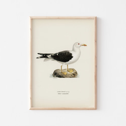 ヴィンテージポスター、カモメ、北欧鳥類図鑑イラスト、シンプルな中にも自然を感じるナチュラルスタイル【W-0024】 1枚目の画像