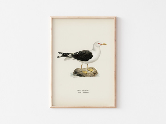 ヴィンテージポスター、カモメ、北欧鳥類図鑑イラスト、シンプルな中にも自然を感じるナチュラルスタイル【W-0024】 1枚目の画像