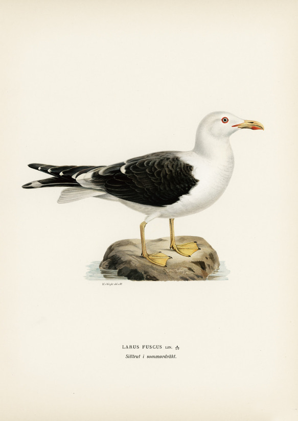 ヴィンテージポスター、カモメ、北欧鳥類図鑑イラスト、シンプルな中にも自然を感じるナチュラルスタイル【W-0024】 7枚目の画像