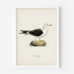 ヴィンテージポスター、カモメ、北欧鳥類図鑑イラスト、シンプルな中にも自然を感じるナチュラルスタイル【W-0024】 3枚目の画像