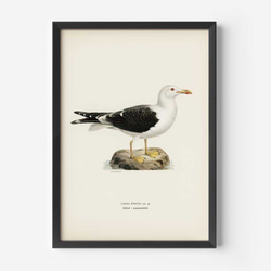 ヴィンテージポスター、カモメ、北欧鳥類図鑑イラスト、シンプルな中にも自然を感じるナチュラルスタイル【W-0024】 2枚目の画像