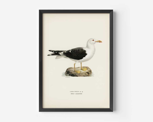 ヴィンテージポスター、カモメ、北欧鳥類図鑑イラスト、シンプルな中にも自然を感じるナチュラルスタイル【W-0024】 2枚目の画像