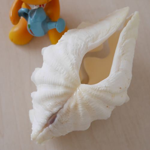 激美!磨き済み 宮古島産 天然シャコ貝 SSSサイズ 素材販売 貝殻 激美!磨き済み 宮古島産 天然シャコ貝 SSSサイズ 素材販売 貝殻