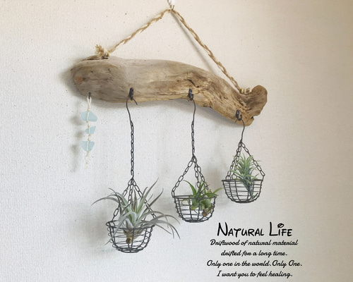 流木&シーグラス⁎✧✧海を感じるお洒落なホルダー✧✧エアプランツ