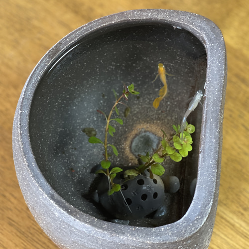 再販】リビング観賞用メダカの水槽 炭化焼き陶器の卓上メダカ鉢