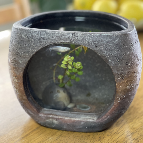 リビング観賞用ガラス付きメダカ水槽 炭化焼き桜柄陶器の卓上メダカ鉢
