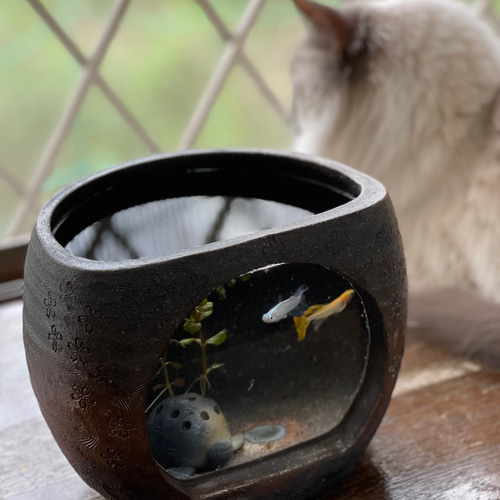 リビング観賞用ガラス付きメダカ水槽 炭化焼き桜柄陶器の卓上メダカ鉢