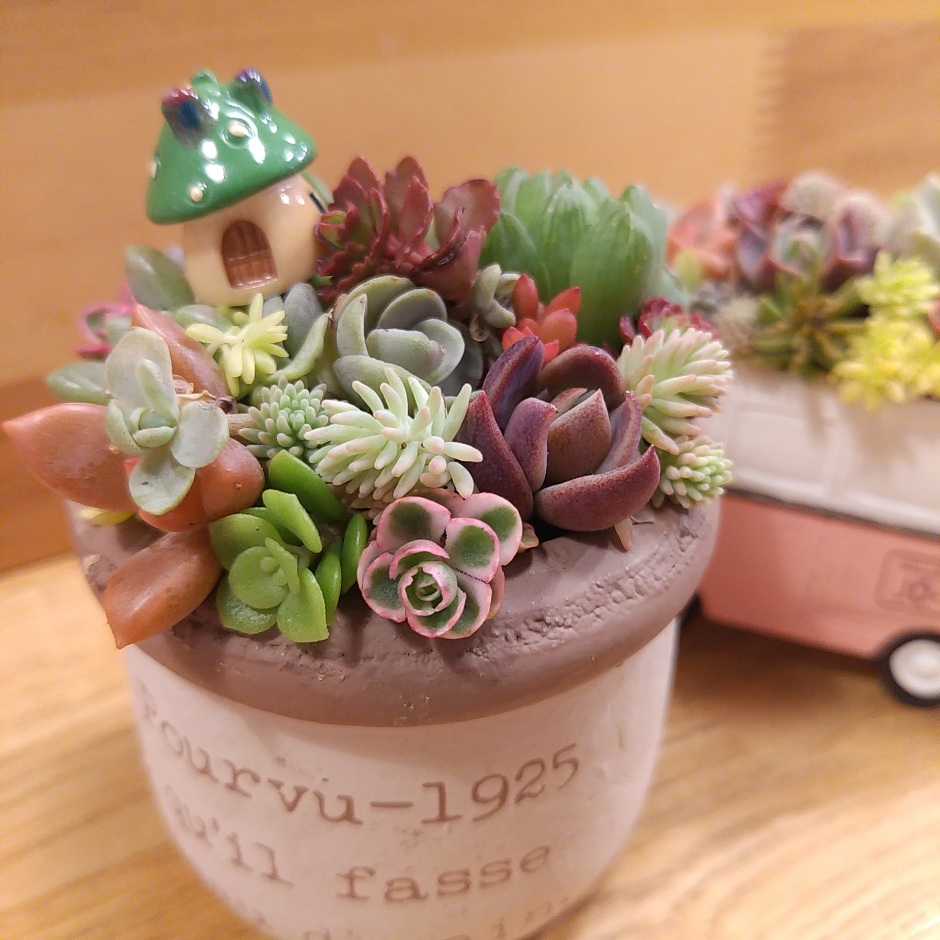 壁掛け❤️可愛い☆寄せ植え☆このまま飾れます☆多肉植物 - その他