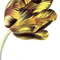北欧スタイルのポスター、シンプルスタイルに映える植物系のアートポスター、チューリップ【N-0058】 6枚目の画像