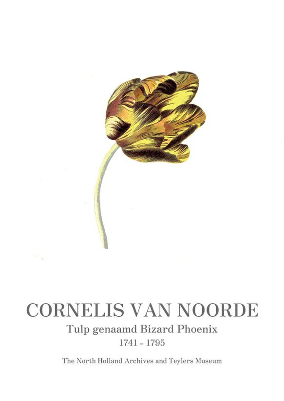 北欧スタイルのポスター、シンプルスタイルに映える植物系のアートポスター、チューリップ【N-0058】 8枚目の画像