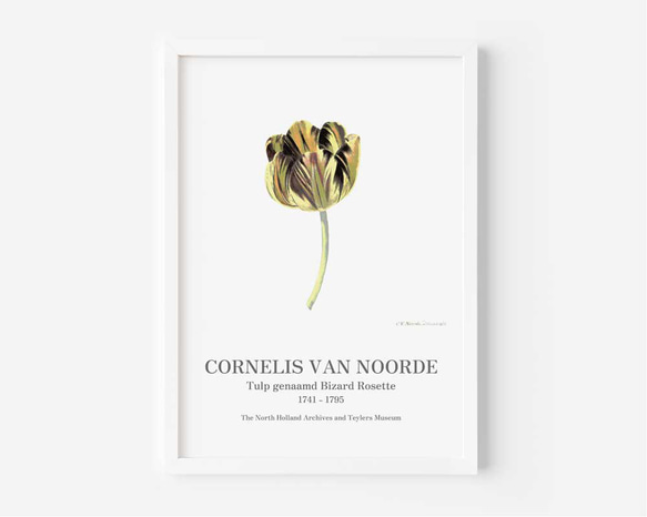 北欧スタイルのポスター、シンプルスタイルに映える植物系のアートポスター、チューリップ【N-0059】 7枚目の画像
