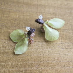 【1点物】ユーカリ ポポラスベリーの植物標本ピアス 8枚目の画像