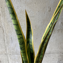 光触媒　人工観葉植物　ウォールグリーン　フェイク　フラワー　サンスベリア100 4枚目の画像