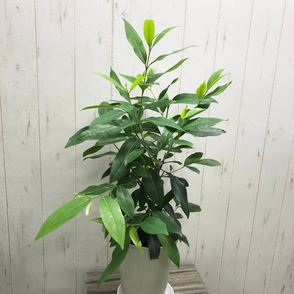 Syzygium cumini    アマゾンオリーブ  6号 ホワイトプラ鉢 受皿付 3枚目の画像