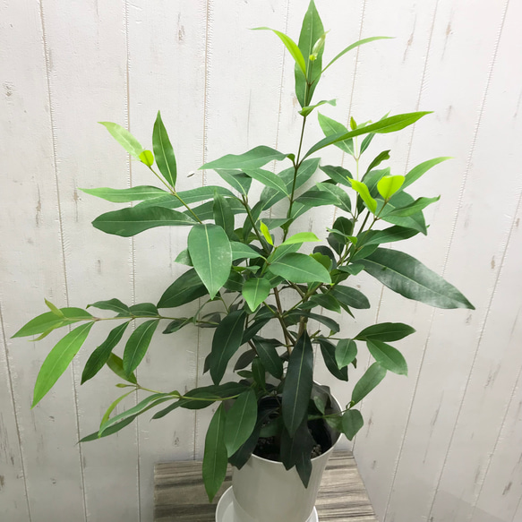 Syzygium cumini    アマゾンオリーブ  6号 ホワイトプラ鉢 受皿付 2枚目の画像