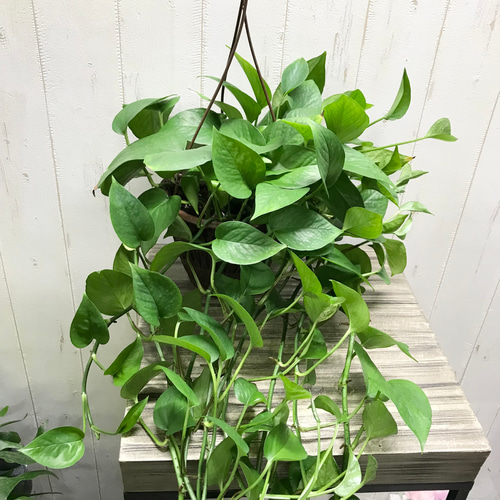 超超ロング❣️ライムポトス 鉢 超超ロング！ライムポトス鉢 超超ロング❣️ライムポトス 鉢