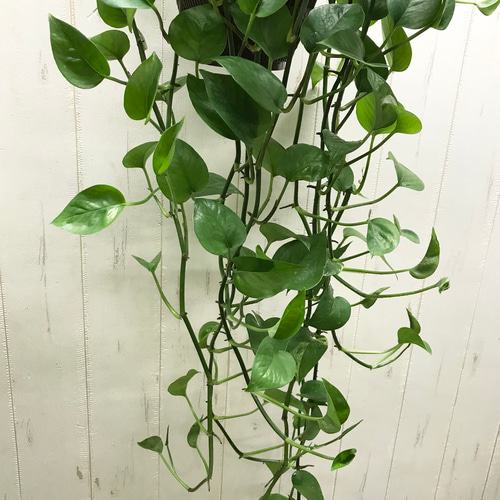 超ロング♡ ポトス パーフェクトグリーン 吊り鉢 その他インテリア雑貨