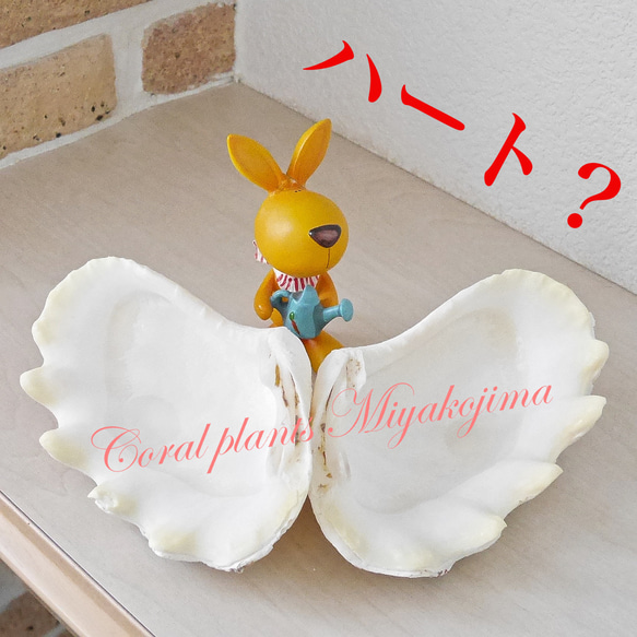 沖縄県宮古島産 天然シャコ貝 ハート型？ 天使の羽？ 少しだけピンク色