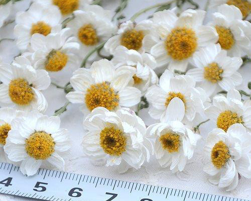 花かんざし・ドライフラワー・訳あり品・大きさミックス100本 その他