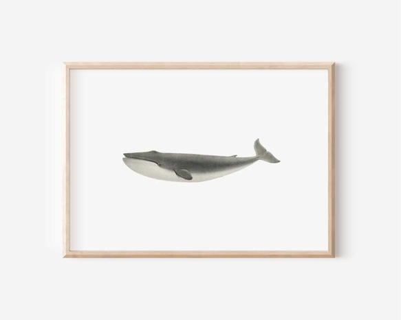 ヴィンテージポスター、クジラ、お部屋にクジラがやって来た、北欧インテリア、古民家スタイル【W-0125】 1枚目の画像