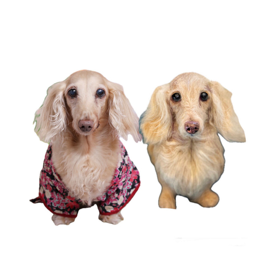 オーダー 犬 ダックスフンド♡世界でたったひとつ♡羊毛フェルト