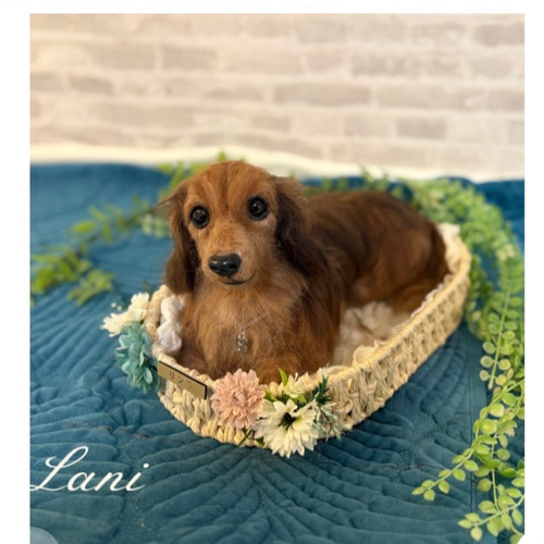 オーダー 犬 ダックスフンド♡世界でたったひとつ♡羊毛フェルト
