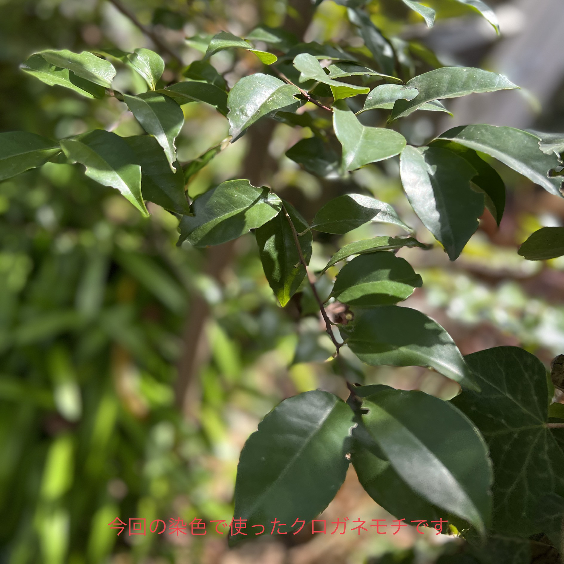 クロガネモチ染め和紙のカードケース