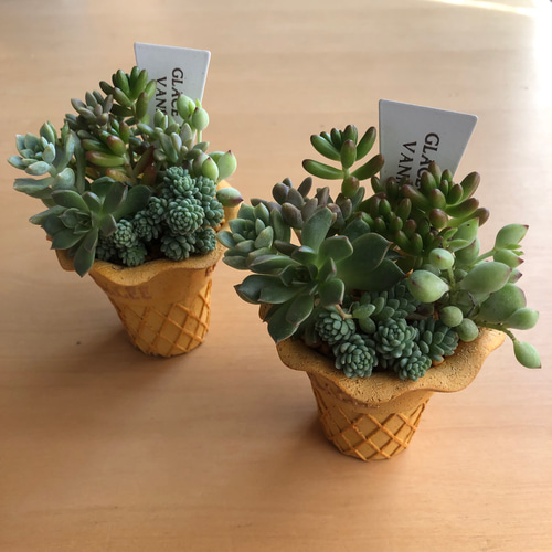 ひんやりアイスクリームの多肉植物寄せ植え 多肉植物 Green＋Lab 通販