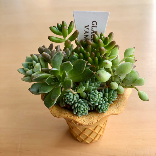 ☆多肉植物 寄せ植え〜手作り 木製手押しカート アイスクリーム屋さん