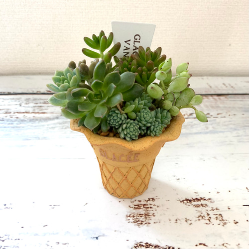 ひんやりアイスクリームの多肉植物寄せ植え 多肉植物 Green＋Lab 通販