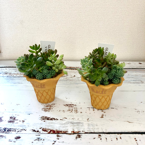 ひんやりアイスクリームの多肉植物寄せ植え 多肉植物 Green＋Lab 通販 