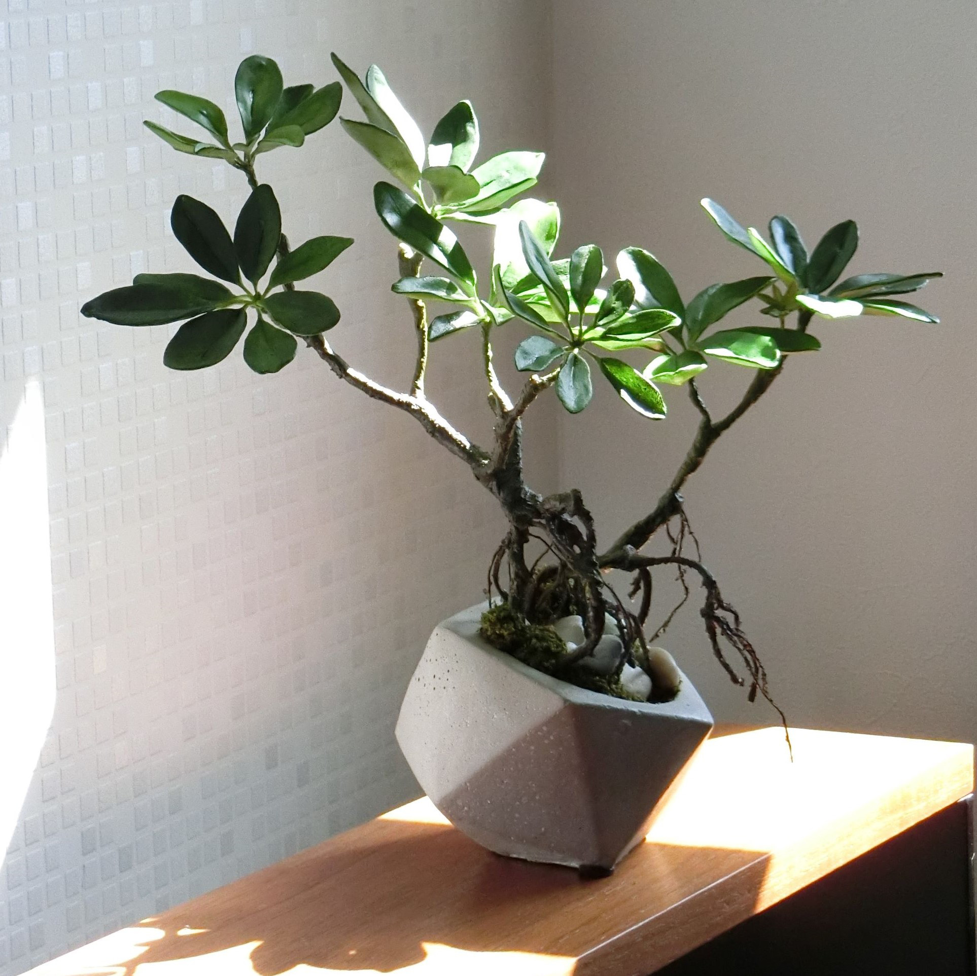 ナギ 夫婦仕立て⑩ （芽吹き屋の十五夜だんご | 有機野菜や自然