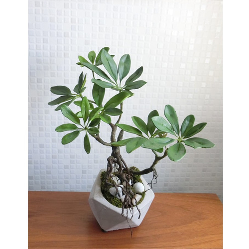 ✿【 SOLD＊OUT 】「石の上にも三年以上？」盆栽仕立ての観葉