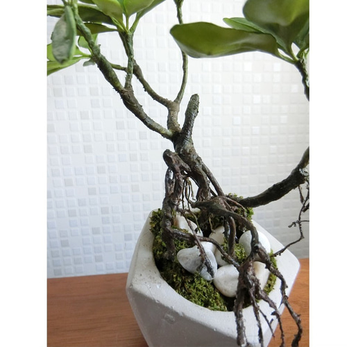 ✿【 SOLD＊OUT 】「石の上にも三年以上？」盆栽仕立ての観葉