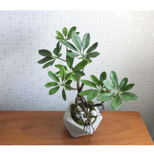 シェフレラ カポック 琉球石灰岩抱き盆栽 ジブリの世界 シェフレラ カポック 琉球石灰岩抱き盆栽 ジブリの世界