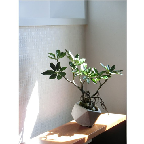 ✿【 SOLD＊OUT 】「石の上にも三年以上？」盆栽仕立ての観葉