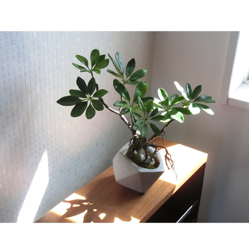 ✿【 SOLD＊OUT 】「石の上にも三年以上？」盆栽仕立ての観葉