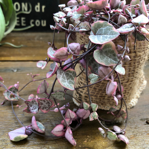 〈人気〉斑入りハートカズラ♡レディーハート②抜き苗 レディーハート♡斑入りハートカズラ♡多肉植物♡垂れ下がり