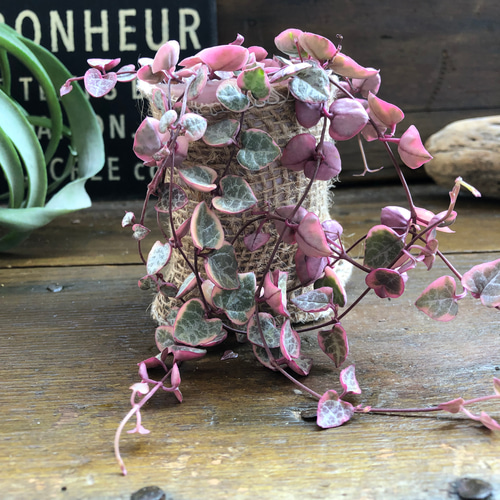 レディーハート♡斑入りハートカズラ♡多肉植物♡垂れ下がり アート