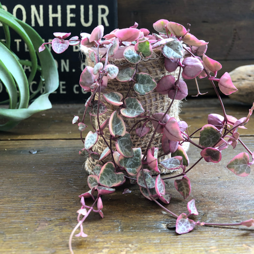 レディーハート♡斑入りハートカズラ♡多肉植物♡垂れ下がり アート