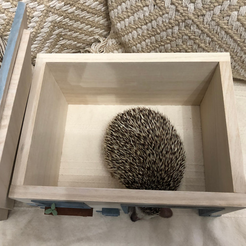 ハリネズミハウス（青）小動物 ハムスター モルモット デグー