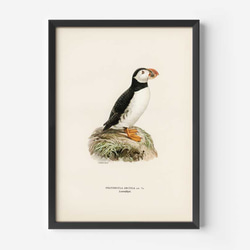 ヴィンテージポスター、ニシツノメドリ、北欧鳥類図鑑、シンプルな中にも自然を感じるナチュラルスタイル【W-0027】 2枚目の画像