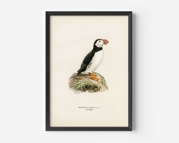 ヴィンテージポスター、ニシツノメドリ、北欧鳥類図鑑、シンプルな中にも自然を感じるナチュラルスタイル【W-0027】 2枚目の画像