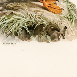 ヴィンテージポスター、ニシツノメドリ、北欧鳥類図鑑、シンプルな中にも自然を感じるナチュラルスタイル【W-0027】 6枚目の画像