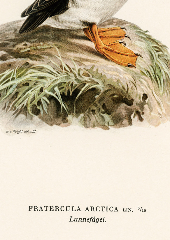 ヴィンテージポスター、ニシツノメドリ、北欧鳥類図鑑、シンプルな中にも自然を感じるナチュラルスタイル【W-0027】 6枚目の画像