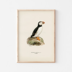 ヴィンテージポスター、ニシツノメドリ、北欧鳥類図鑑、シンプルな中にも自然を感じるナチュラルスタイル【W-0027】 1枚目の画像