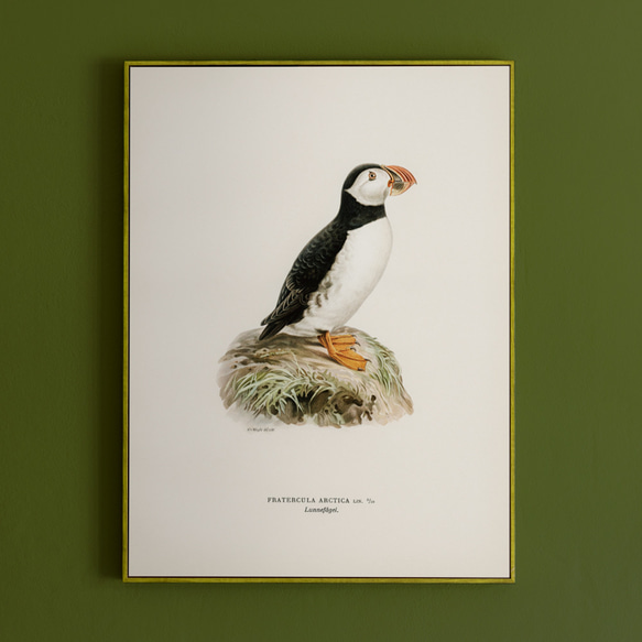 ヴィンテージポスター、ニシツノメドリ、北欧鳥類図鑑、シンプルな中にも自然を感じるナチュラルスタイル【W-0027】 7枚目の画像