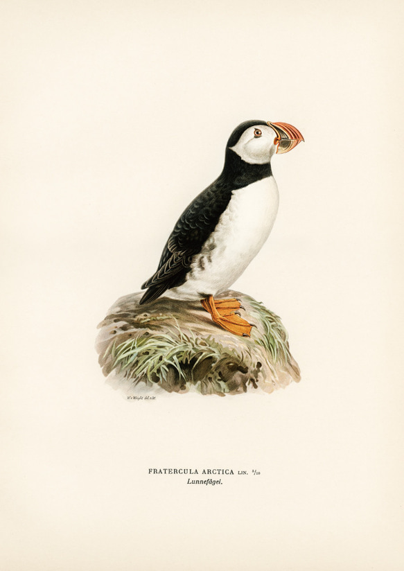 ヴィンテージポスター、ニシツノメドリ、北欧鳥類図鑑、シンプルな中にも自然を感じるナチュラルスタイル【W-0027】 8枚目の画像